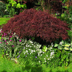 Brighter Blooms - Red Dragon Japanese Maple Tree, 1-2 ft. - No Shipping To AZ