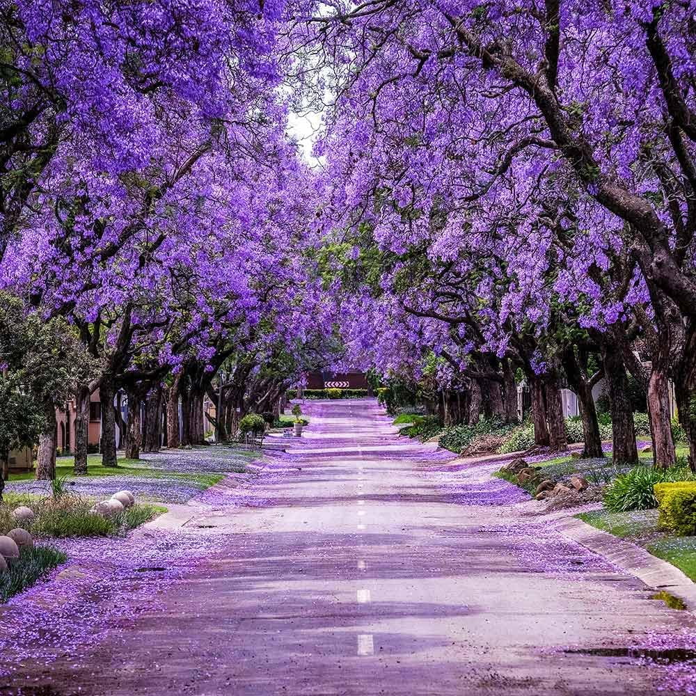 Brighter Blooms - Jacaranda Tree, 2-3 ft. - No Shipping To AZ