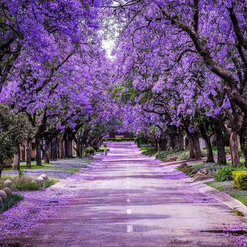 Brighter Blooms - Jacaranda Tree, 2-3 ft. - No Shipping To AZ