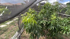 Sweetheart lychee TREE air layered (3-4 Feet Tall). Ship to all states