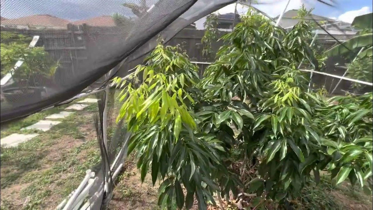 Sweetheart lychee TREE air layered (3-4 Feet Tall). Ship to all states